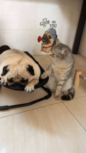 Katze schaukelt Mops