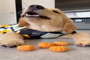 Hund liebt Mandarinen