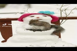 Let It Snow! Let It Snow! Let It Snow! (Animals) - Tiere