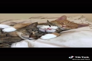 Lazy cats - Faule Katzen