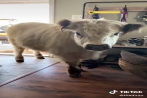 This cow learned how to play with his favorite dogs -