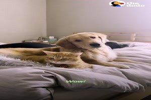 Golden Retriever Puppy Is Obsessed With Cat Brother -