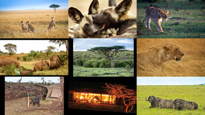 Naboisho conservancy Kenya