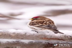 Birds in the snow (live) - Vgel im Schnee (live)