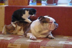 Massage für den Hund