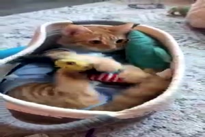 Katze sucht Spielzeug gezielt aus