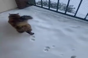 Katze mag den Schnee