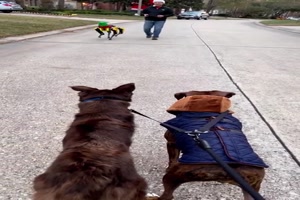 Hunde entdecken Roboter-Hund