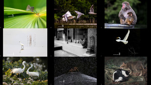 Nat Geo Wheelock Hong Kong Photo Contest 2022 - Finalist (Ec
