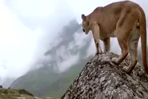 Puma Cougar Poema