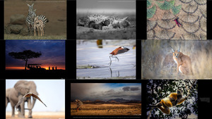 Africa Geographic, Photographer of the Year 2021 -