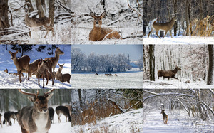 Deers in Winter - Hirsche im Winter