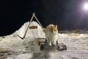 Katze surft