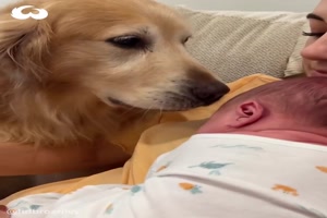 Golden Retriever Dog Meet His Newborn Brother -