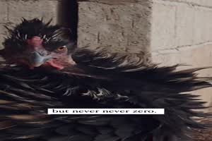 Gef�hrliches Huhn