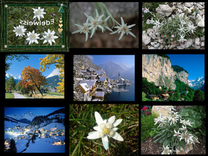 Edelweiss