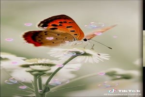 Vlinders - Schmetterlinge