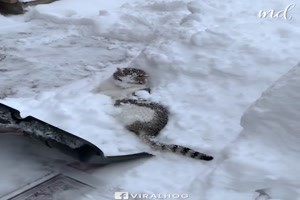 This cat just loves snow - Diese Katze liebt Schnee