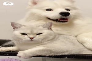 Adorable Dog Protects Cat Family Like It's Own - Hund
