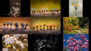 16th International Garden Photographer Of The Year (2-2)