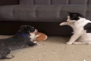 Hund beschützt Meerschweinchen