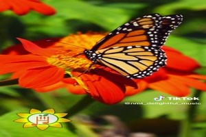 Beautiful Butterflies - Schne Schmetterlinge
