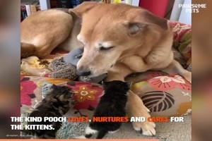 Dog Adopts Foster Kittens - Hund adoptiert Pflegektzchen