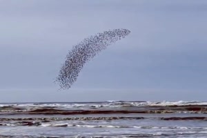 Genialer Vogelschwarm