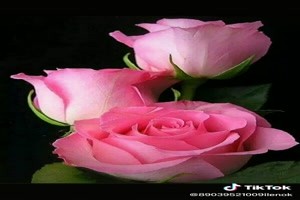Diverse rozen - Verschiedene Rosen