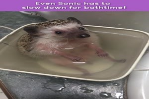Adorable Hedgehog Takes a Bath! - Igel
