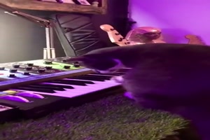 Katze macht Musik