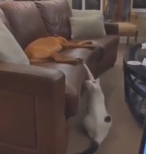 Katze verppelt Hund