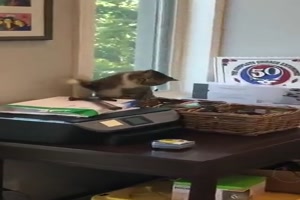 Katze schlägt Hammer