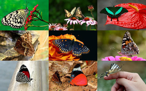 Butterflies 1 - Schmetterlinge 1