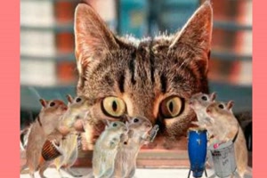 Katzen-Kino
