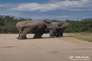 Krugernationalpark elephant - Krger-Nationalpark-Elefant -