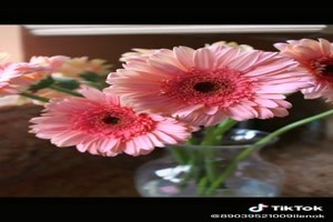 Gerberas and other flowers - Gerbera und andere Blumen