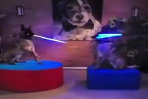 Hunde mit Lichtschwertern