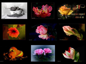 Rosas ..Imagen sensual de la vida - Rosen