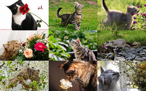 Cats & Flowers - Katzen & Blumen