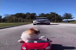 Hund fhrt gerne Auto