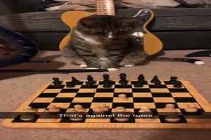 Katze beim Schach