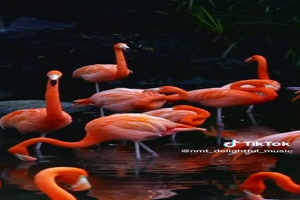 Pink Flamingos - Rosa Flamingos