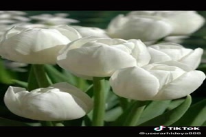 White flowers - weiße Blumen