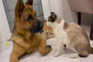 Der Schäferhund und seine Katzen-Freunde