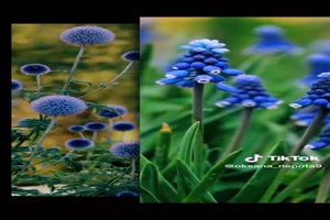 Blue & White flowers - Blaue und weie Blumen