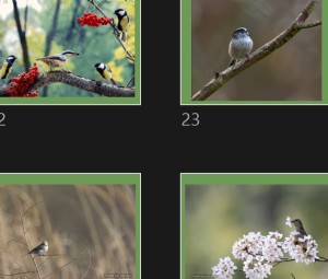 Les oiseaux tout beaux 1 - Die schnen Vgel 1