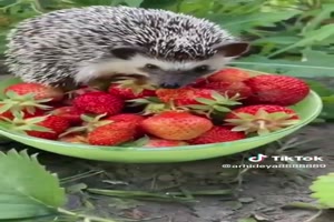 Hedgehog with strawberries - Igel mit Erdbeeren