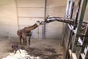 Niedliche Baby-Giraffe
