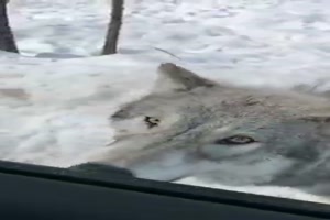 Treffen mit einem Wolf